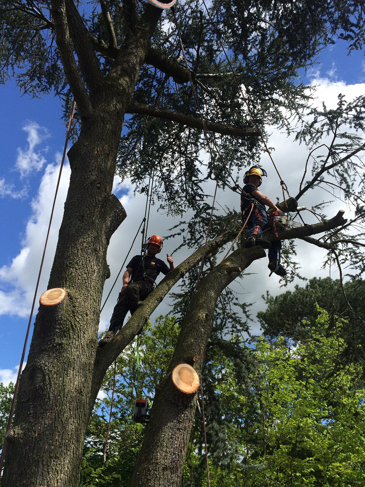 Tree Surgeon in Surrey: Expert Arboricultural Services