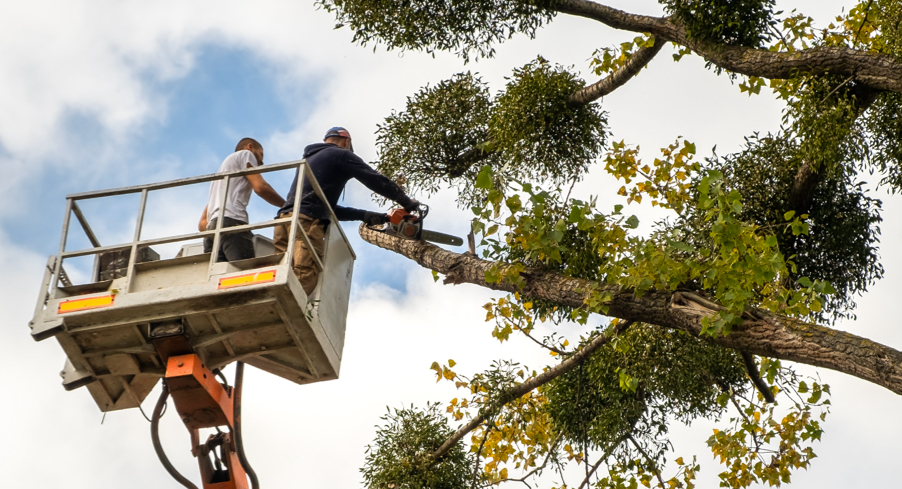 Cutting Trees Down: What You Need to Know