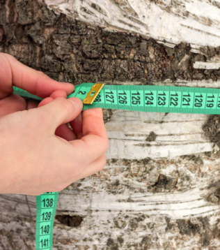 Tree Surveys