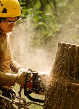 Residential Tree Surgery