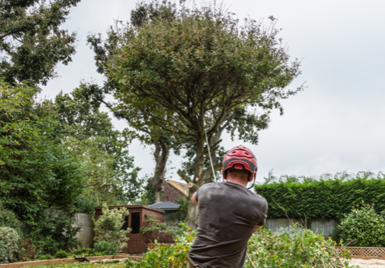 RESIDENTIAL TREE SURGERY