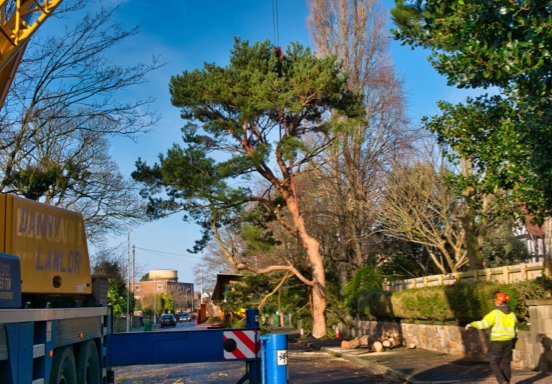 TREE FELLING NEAR ME