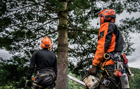 How Much Does a Tree Surgeon Cost?