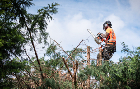 5 Reasons You Might Need to Call a Tree Surgeons