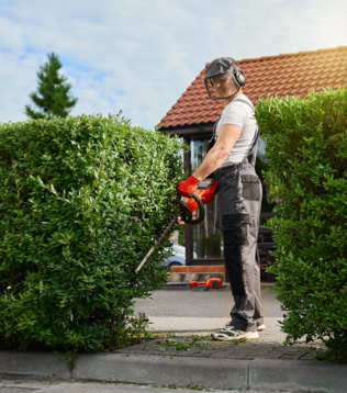 Hedge Trimming