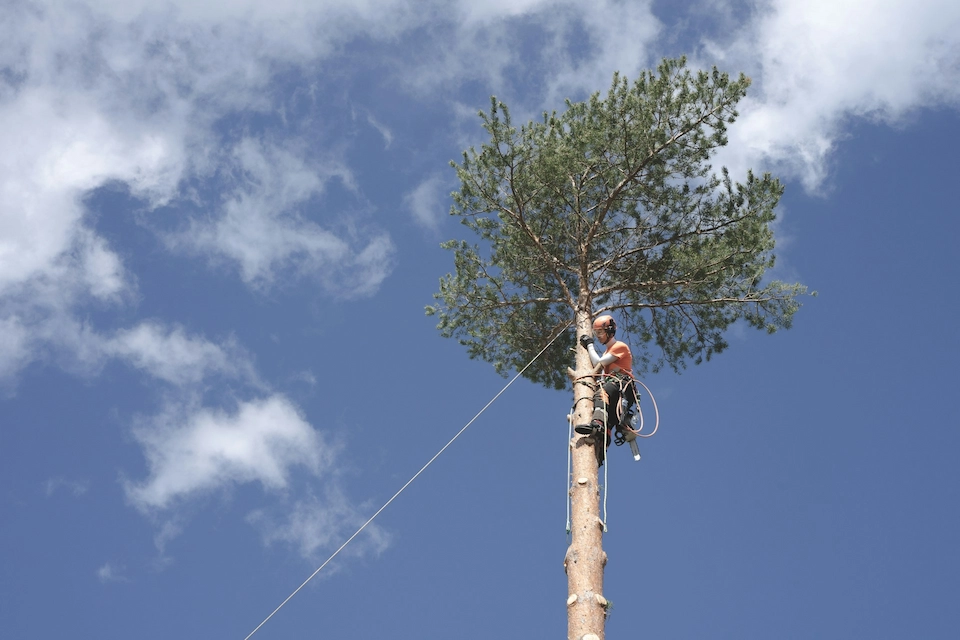 Do I Need Permission to Cut Down a Tree in Surrey?